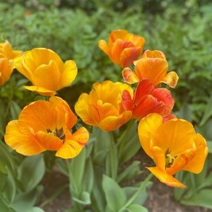 Meet your Posher, Valencia